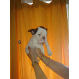 Bulldog Frances Machitoy Hembra Vaquita