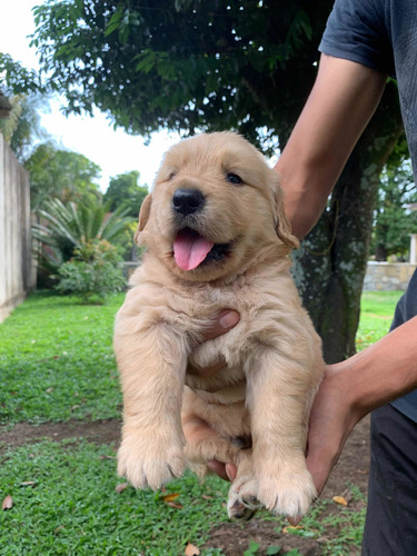 Cachorros Golden Retrivier