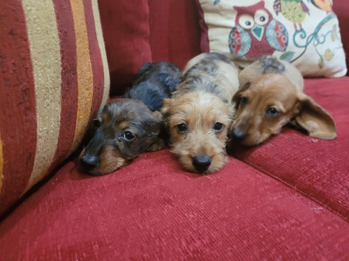 Dachshund Salchicha; Teckel Pelo Duro Kaninchen Fca . Unicos