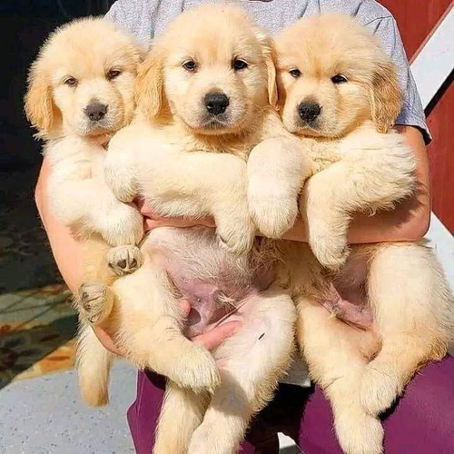 Golden Retriever Cachorros 