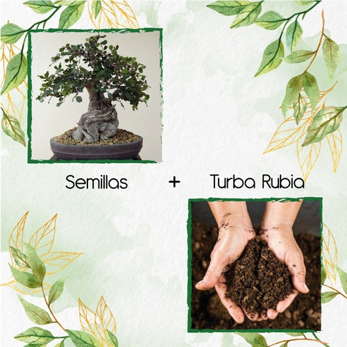 5 Semillas De Bonsái Algarrobo + Turba De Germinación