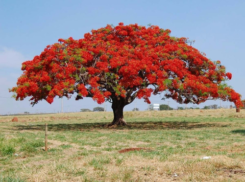 30 Sementes Flamboyant Vermelho Delonix Regia Bonsai P/ Muda