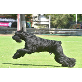 Schnauzer Gigante | Sutam´s Kennel | Criando Campeones