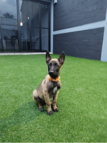 Cachorros De Pastor Belga Malinois, Dos Hembras.