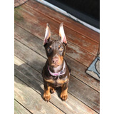 Cachorros Doberman Con Registro Perros Disponibles Puppy Pet