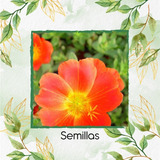 50 Semillas De Flor Portulaca Grandiflora + Obs Germinación