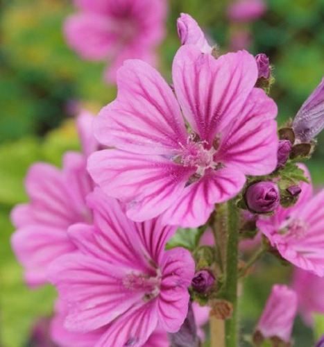 20 Semillas De Flor De Malva Silvestre Rosa + Instructivo 