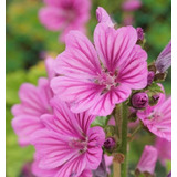 20 Semillas De Flor De Malva Silvestre Rosa + Instructivo 