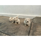 Tiernos West Highland White Terrier Inscritos Kennel Club