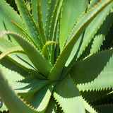 Sábila Con Raíz (aloe Vera) Para Plantar En Maseta.