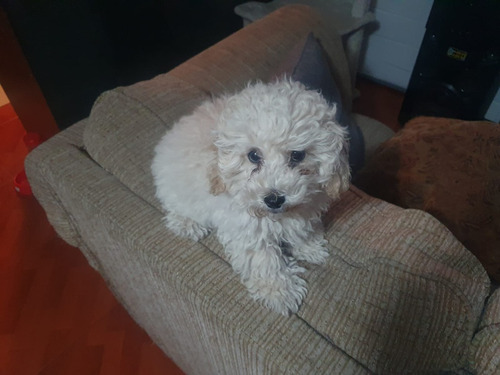 Se Vende Cachorro Poodle Toy 