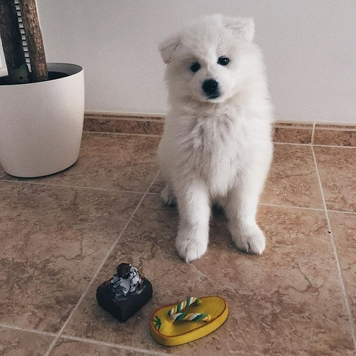 Venta Cachorro Samoyedo Precio Perros Bebe Cali Medellin 