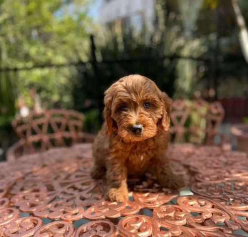 Goldendoodle  | Meses sin interés