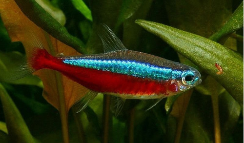 Tetra Cardenal X 10 - Peces Tropicales Cardumen Comunitario