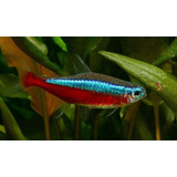 Tetra Cardenal X 10 - Peces Tropicales Cardumen Comunitario