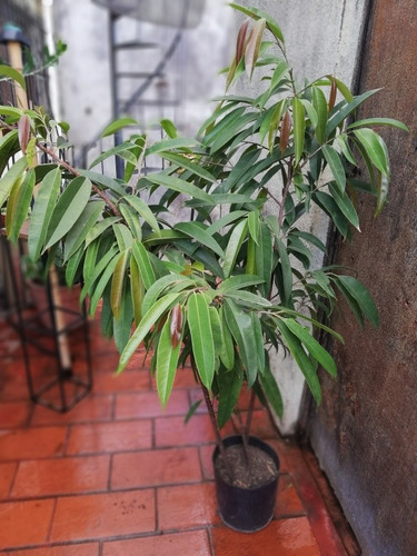 Planta De Interior Ficus Alii