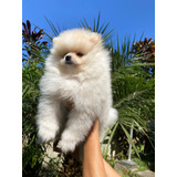 Spitz Alemão Anão/lulu Da Pomerânia Macho