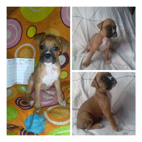 Cachorros Boxer Bayo