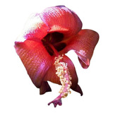 Majagua ( Arbol ) Talipariti Elatum 1.50 M Floral  Exotico