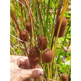 Totora Enana (typha Laxmannii)