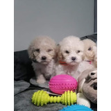 Poodle Toy Bellos Bebes 