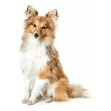 Cachorros Pastor De Las Islas Shetland Perros Sheltie