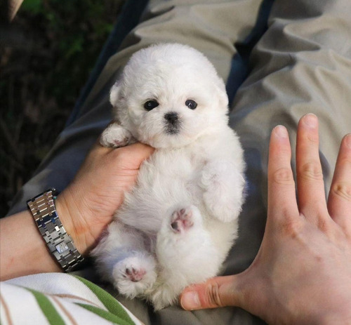  French Poodle Miniatura Adorables 