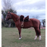 Caballos Criollos