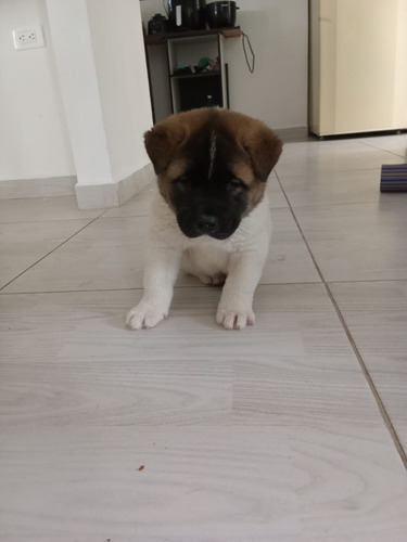 Cachorro Akita Americano Medellín, Sabaneta, Animal Pets Col