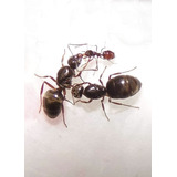 Hormiga Reina Lasiophanes Picinus / Mascota / Criadero 