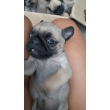 Pug Fm.