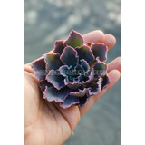 Echeveria Neón Breakers Suculenta Colección N° 8