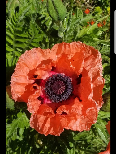 Amapola Gigante, Papaver Orientale, Super Grandes, + 300 Sem