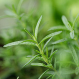 Alecrim Sementes - Rosmarinus Officinalis Alta Qualidade