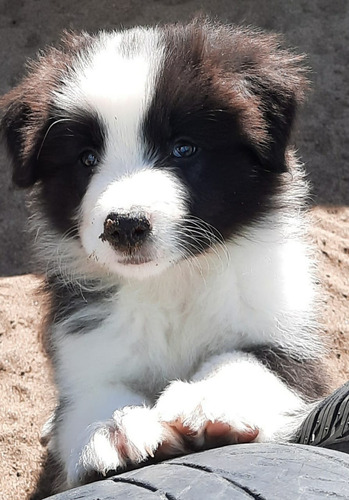 Cachorros Border Collie Línea Importada Ped. Fca.