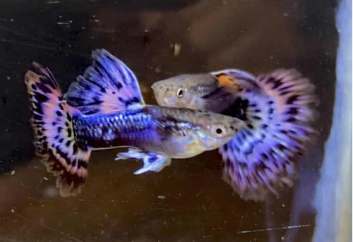 10 Guppies Variados Coloridos (lebistes) Guppy