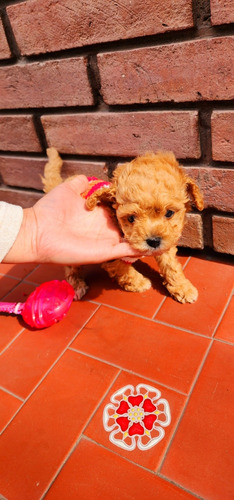 Caniche Micro Toy Hembrita La Más Pequeñita 