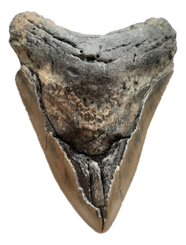 Dente De Tubarão Megalodon Fóssil Natural Serrilhado Dos Eua