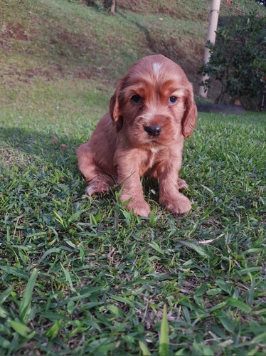 Hermosos Cachorros De Raza Cocker Spaniel 