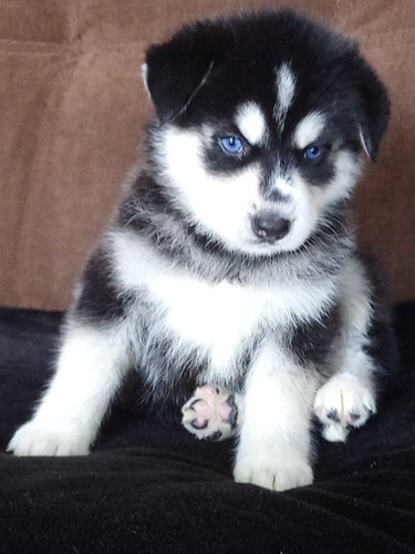 Cachorros Raza Pura Husky Siberiano 