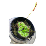 Drosera Burmanni - Planta Carnívora