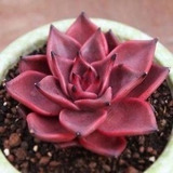 Agavoides Romeo Pedra Echeveria Suculenta 20 Sementes