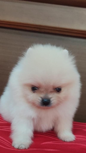 Cachorros Pomerania Cara De Oso Perros Disponible Palmira