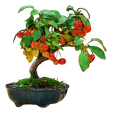 Bonsai De Acerola Com 5 Anos Florindo 