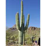 10 Semillas De Cactus Carnegiea Gigantea - Saguaro