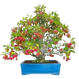 Bonsai De Acerola Já Adulta Florindo 4 Anos