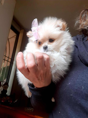 Cachorritos Pomerania Raza Pura