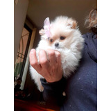 Cachorritos Pomerania Raza Pura