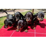 Maravillosos Dachshund Miniatura 