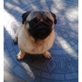 Pug Carlino Macho Para Servicio Con Papeles..incluy Insemin.